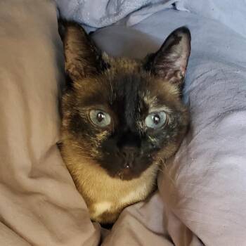 Domestic Short Hair Cats Available for Adoption in Chattanooga, Tennessee - Suzie | PetCurious