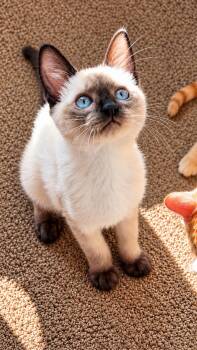 Daisy -  Siamese Cat for Adoption in Fresno, California - Daisy | PetCurious