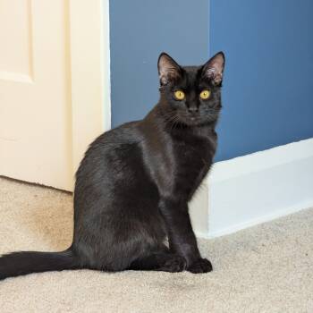 Rescue Domestic Short Hair Cats for Adoption in Gibsonia, Pennsylvania - Walter | PetCurious