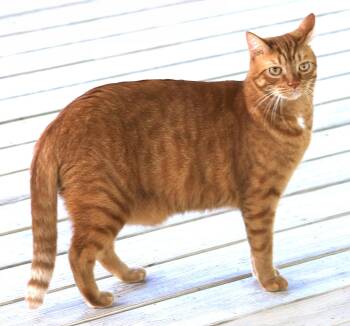 Rescue Domestic Short Hair Cats for Adoption in North Fort Myers, Florida - Bright Flame | PetCurious