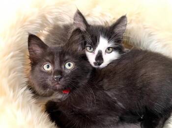 Domestic Short Hair Cats Available for Adoption in Fort Lauderdale, Florida - BEGONIA | PetCurious