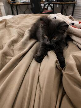 Omen -  Domestic Long Hair Cat for Adoption in Deltona, Florida - Omen | PetCurious