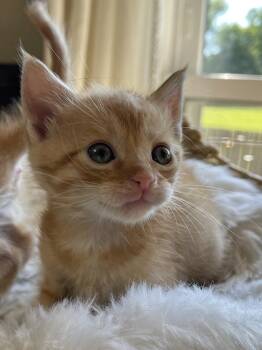 Star -  Domestic Short Hair Cat for Adoption in Virginia Beach, Virginia - Star | PetCurious