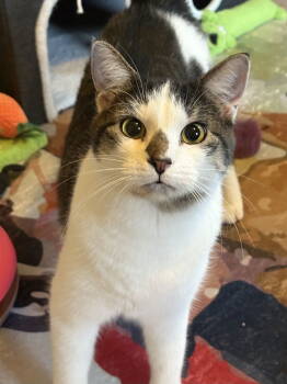 Rescue Domestic Short Hair Cats for Adoption in WDM, Iowa - Gucci | PetCurious