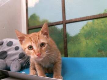 Domestic Short Hair Cats Available for Adoption in Houston, Texas - CARL | PetCurious