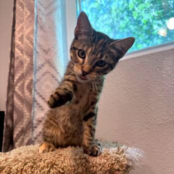 Avocado -  Domestic Short Hair Cat for Adoption in Green Bay, Wisconsin - Avocado | PetCurious