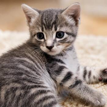 AVERY -  Domestic Medium Hair Cat for Adoption in Cranston, Rhode Island - AVERY | PetCurious