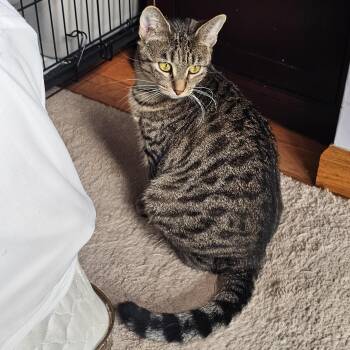 Rescue Domestic Short Hair Cats for Adoption in Ridgefield, Connecticut - Libby | PetCurious