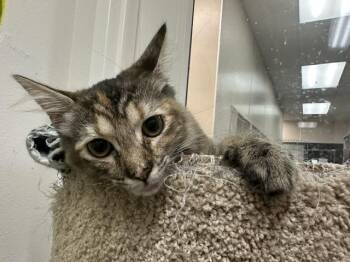 Domestic Medium Hair Cats Available for Adoption in Mckinleyville, California - KATE | PetCurious
