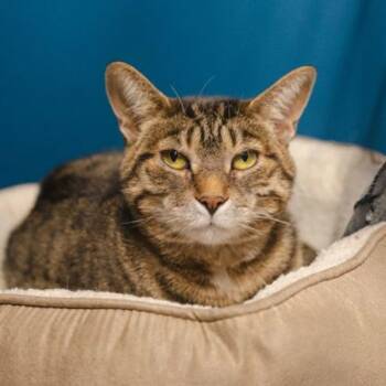 Rescue Domestic Short Hair Cats for Adoption in Oakville, Ontario - Mia | PetCurious