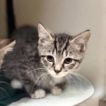 Domestic Short Hair Cats Available for Adoption in Jacksboro, Tennessee - Dora | PetCurious
