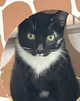 Rescue Domestic Short Hair Cats for Adoption in Harrison, New York - Maya | PetCurious