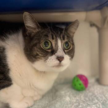 Domestic Short Hair Cats Available for Adoption in York, Pennsylvania - Misty | PetCurious