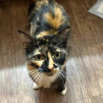 Domestic Medium Hair Cats Available for Adoption in Houston, Texas - Lola II | PetCurious