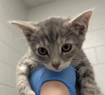 Uranium -  Domestic Short Hair Cat for Adoption in Golden, Colorado - Uranium | PetCurious