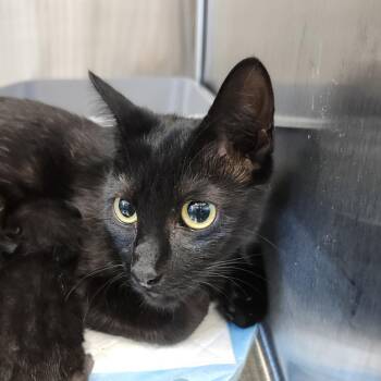 Blackberry -  Domestic Short Hair Cat for Adoption in Clearwater, Florida - Blackberry | PetCurious