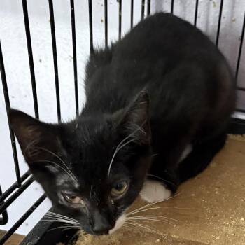 Mila -  Domestic Short Hair Cat for Adoption in Rochester, Minnesota - Mila | PetCurious