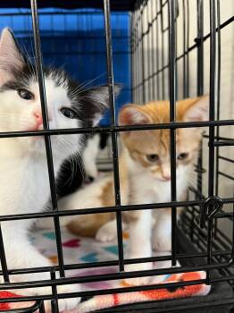 Fred -  Tabby and Domestic Short Hair Cat for Adoption in Walnut Creek, California - Fred | PetCurious