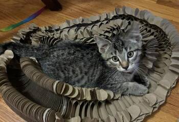 Langdon -  Domestic Short Hair Cat for Adoption in Kenosha, Wisconsin - Langdon | PetCurious