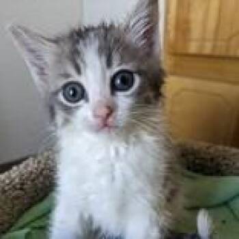 Willow w/ Faith - In Foster! -  Domestic Short Hair Cat for Adoption in Flagstaff, Arizona - Willow W/ Faith - In Foster! | PetCurious