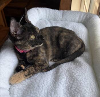 Sky -  Domestic Short Hair and Tortoiseshell Cat for Adoption in Frisco, Texas - Sky | PetCurious