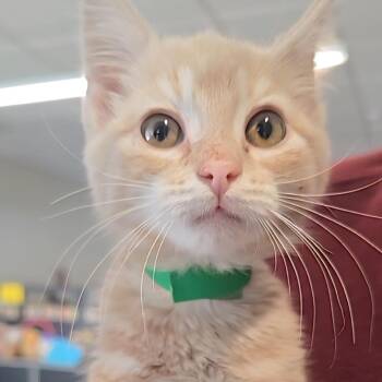 Domestic Medium Hair Cats Available for Adoption in Kennebunk, Maine - Mocha | PetCurious