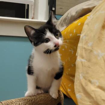 Veronica Mars -  Domestic Short Hair Cat for Adoption in Wheeling, Illinois - Veronica Mars | PetCurious