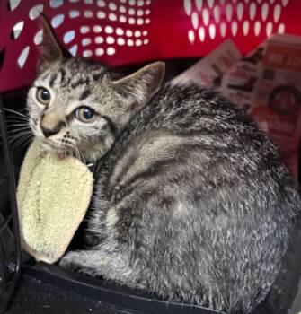 Bee -  Domestic Short Hair Cat for Adoption in Cincinnati, Ohio - Bee | PetCurious