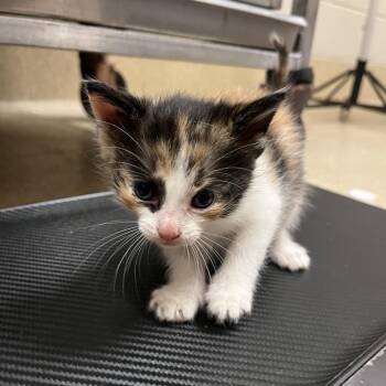 Dasha -  Domestic Short Hair Cat for Adoption in Bristol, Indiana - Dasha | PetCurious