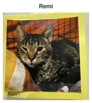 Remi -  Domestic Short Hair Cat for Adoption in Richland Center, Wisconsin - Remi | PetCurious