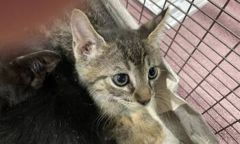 Rescue Domestic Short Hair Cats for Adoption in Modesto, California - ARTICHOKE | PetCurious