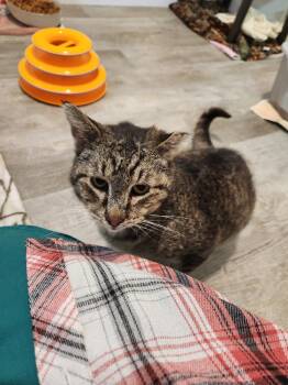 Rescue Domestic Short Hair Cats for Adoption in Westfield, Wisconsin - Henri | PetCurious