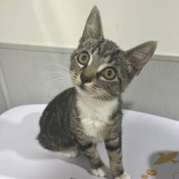 Amari -  Domestic Short Hair Cat for Adoption in Tampa, Florida - Amari | PetCurious
