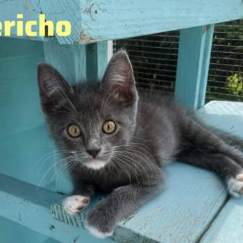 Jericho (bonded with Savanna) -  Domestic Short Hair Cat for Adoption in Wilmington, Delaware - Jericho (bonded With Savanna) | PetCurious