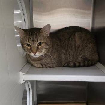 LUCA -  Domestic Short Hair Cat for Adoption in St. Louis, Missouri - LUCA | PetCurious