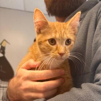 Cisco -  Domestic Short Hair Cat for Adoption in Yorktown, Indiana - Cisco | PetCurious