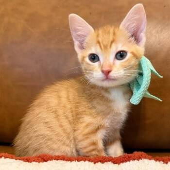 Willow Green -  Tabby and Domestic Short Hair Cat for Adoption in Friendswood, Texas - Willow Green | PetCurious