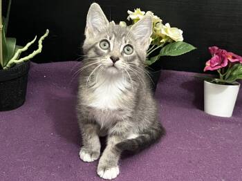 Thomas -  Tabby and Domestic Short Hair Cat for Adoption in Fayetteville, Georgia - Thomas | PetCurious
