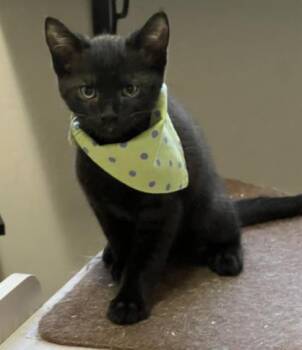 Keebler -  Domestic Short Hair Cat for Adoption in Lincoln, California - Keebler | PetCurious