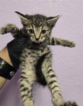 61188444 -  Domestic Short Hair Cat for Adoption in El Paso, Texas - 61188444 | PetCurious