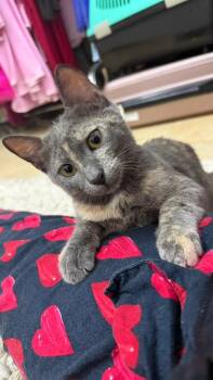 Rescue Tortoiseshell and Egyptian Mau Cats for Adoption in Brampton, Ontario - Molly | PetCurious