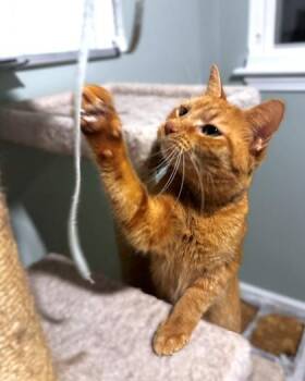 Arwen -  Domestic Short Hair Cat for Adoption - Arwen | PetCurious