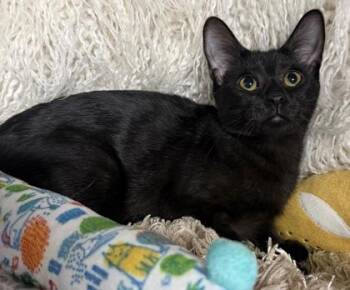 Francine -  Domestic Short Hair Cat for Adoption in Conway, South Carolina - Francine | PetCurious