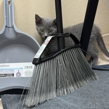 Ray -  Domestic Short Hair Cat for Adoption in Mebane, North Carolina - Ray | PetCurious