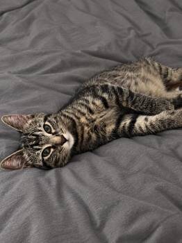 Lithium -  Domestic Medium Hair Cat for Adoption in Choctaw, Oklahoma - Lithium | PetCurious