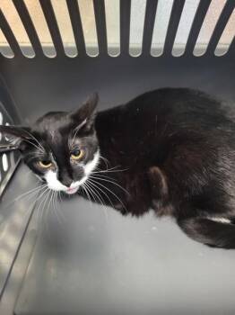 Domestic Short Hair Cats Available for Adoption in Lawrenceville, Georgia - Pen If 7 Diego | PetCurious