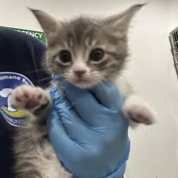 Peanut -  Domestic Short Hair Cat for Adoption in Newark, New Jersey - Peanut | PetCurious