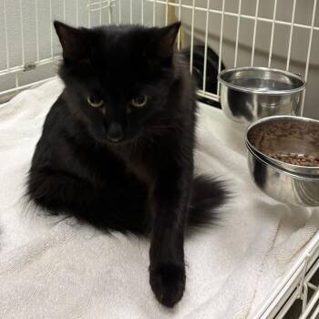 72655 -  Domestic Medium Hair Cat for Adoption in Harrisonburg, Virginia - 72655 | PetCurious