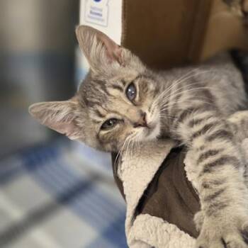 Top Ramen -  Domestic Short Hair Cat for Adoption in Westland, Michigan - Top Ramen | PetCurious