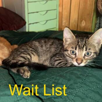 Morty -  American Shorthair Cat for Adoption in Livingston, Texas - Morty | PetCurious